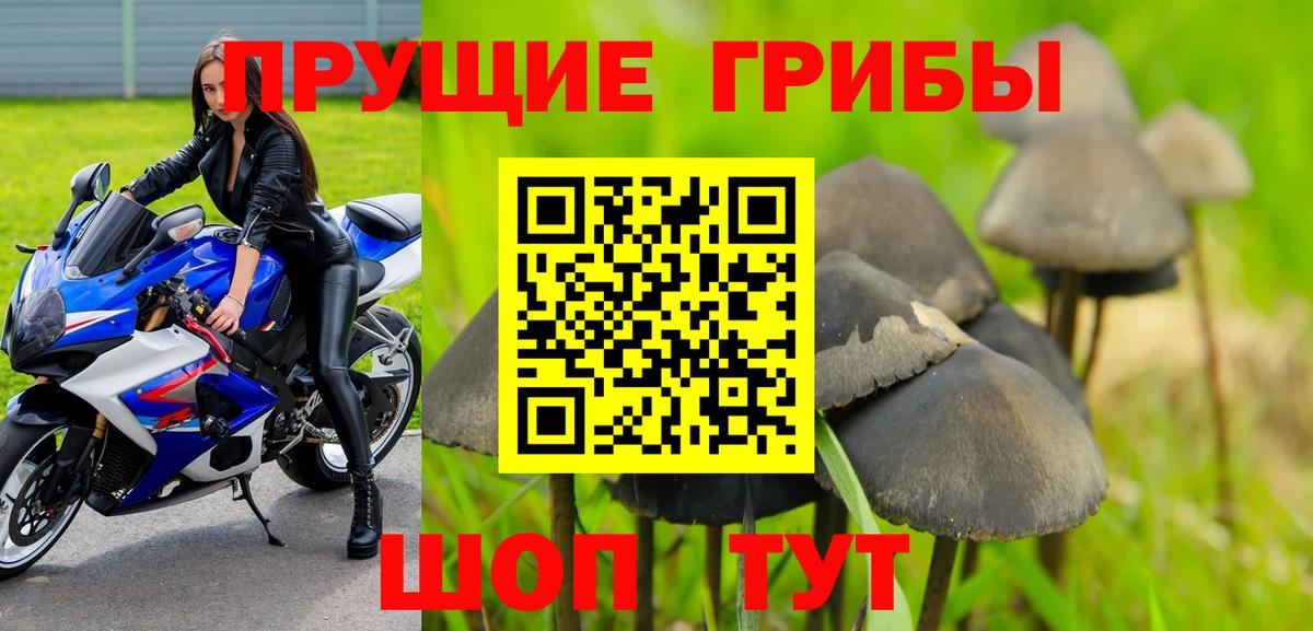 Псилоцибиновые грибы Cubensis Черногорск